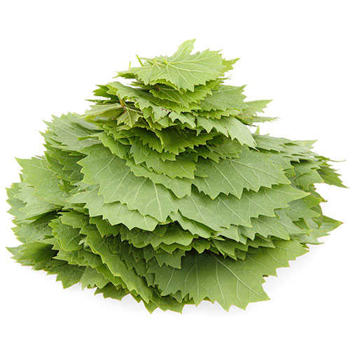برگ مو