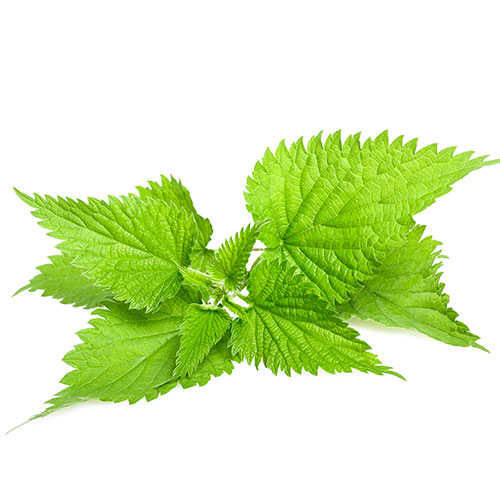 گزنه (پخته)